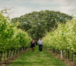 WHAT TO LOOK FOR WHEN BUYING A VINEYARD ESTATE